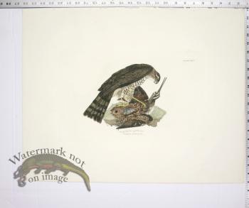 Sparrow Hawk, Male